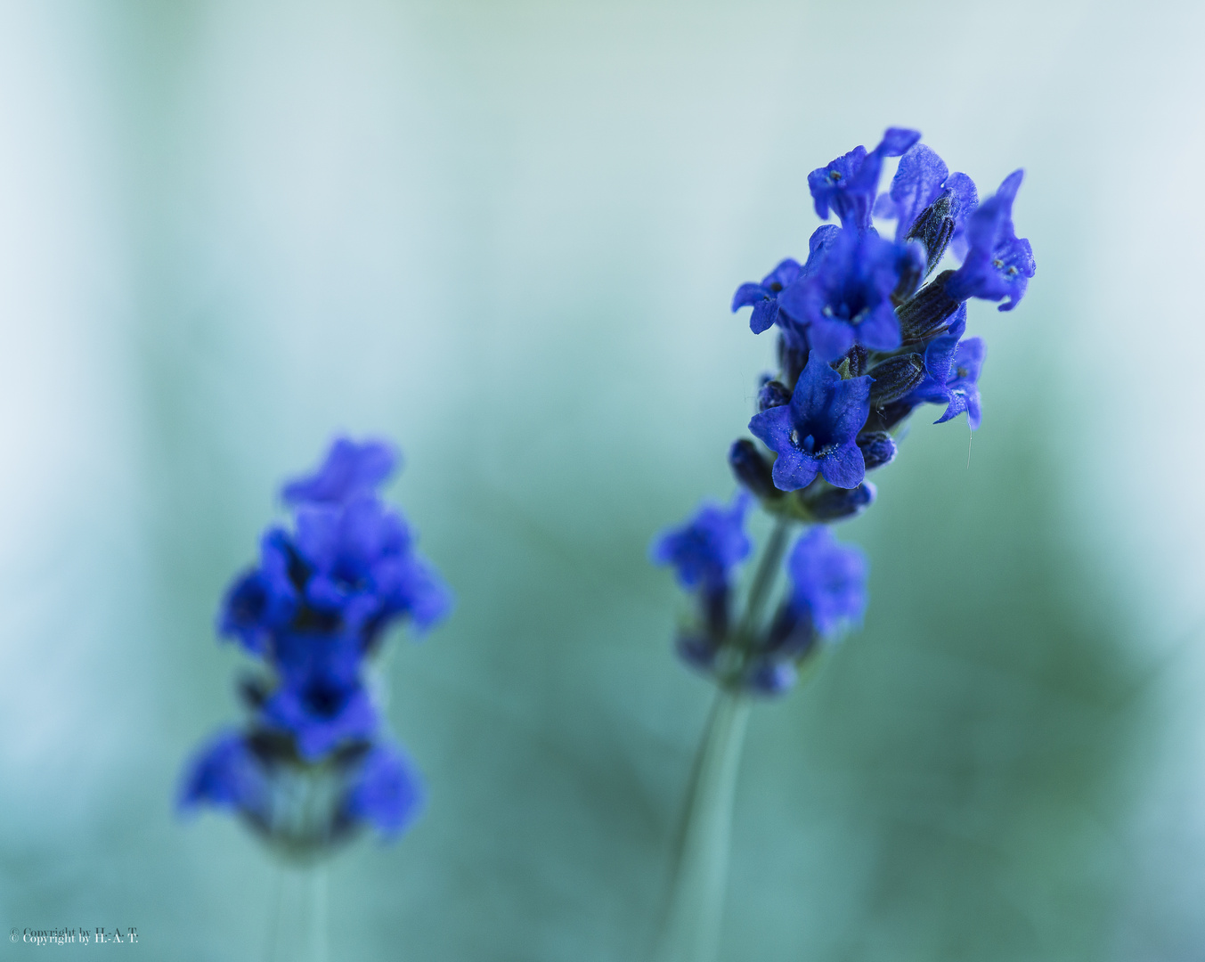 Echter Lavendel (Lavandula angustifolia)