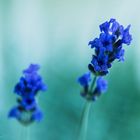 Echter Lavendel (Lavandula angustifolia)