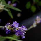 Echter Lavendel (Lavandula angustifolia)