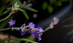 Echter Lavendel (Lavandula angustifolia)