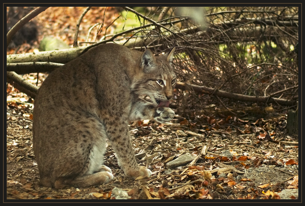 Echter Luchs