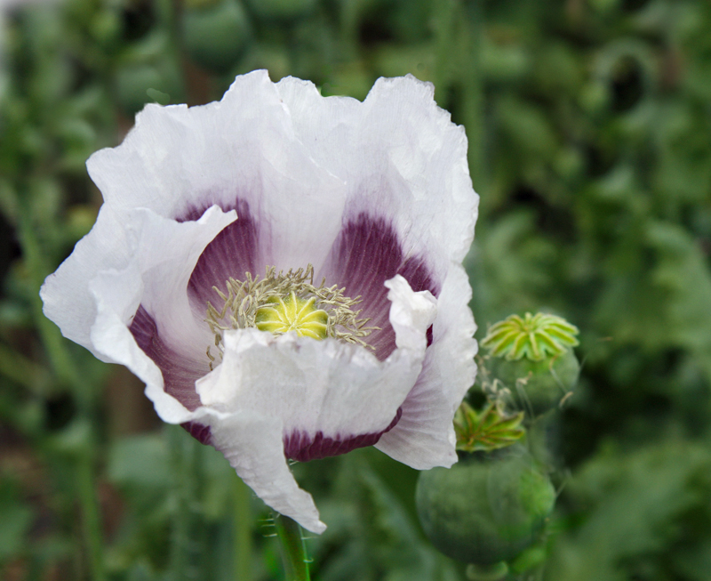 Echter Mohn