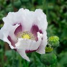 Echter Mohn