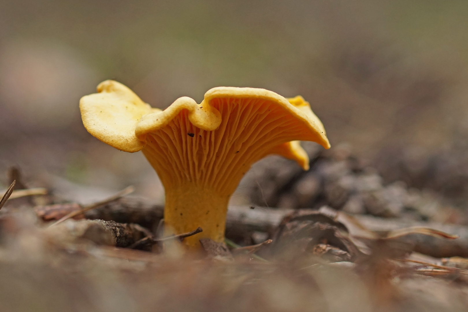 Echter Pfifferling (Cantharellus cibarius)