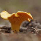 Echter Pfifferling (Cantharellus cibarius)