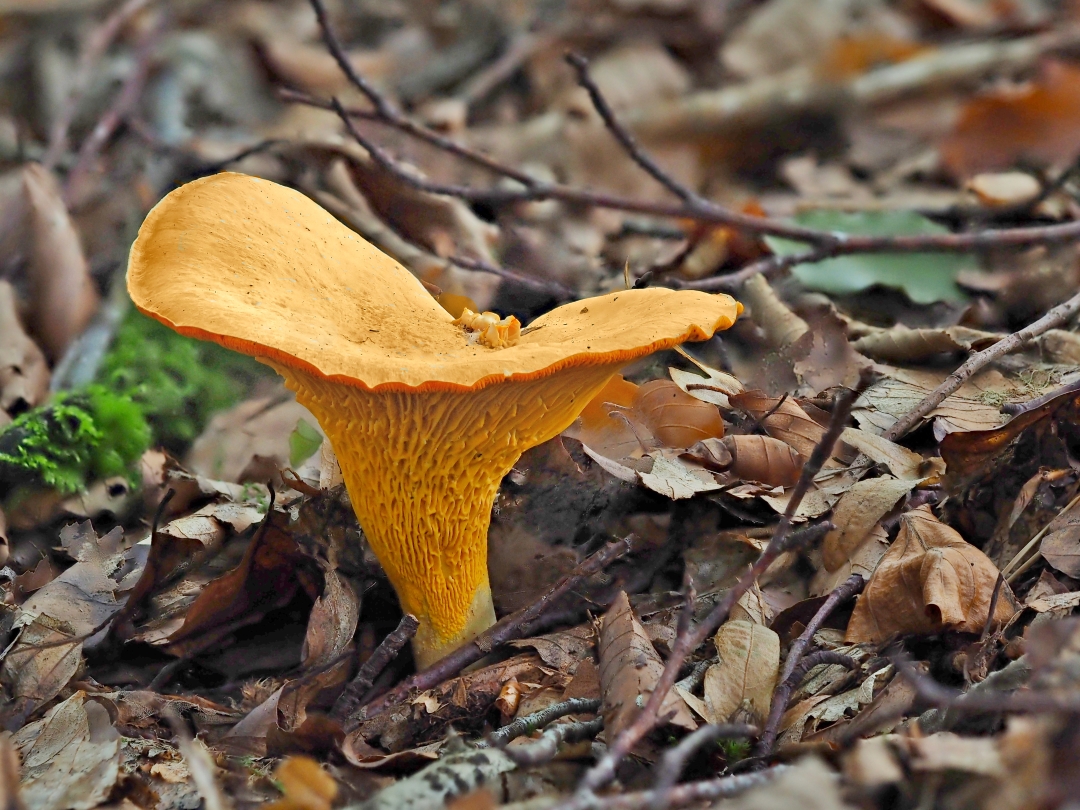 Echter Pfifferling,(Cantharellus cibarius)