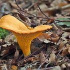 Echter Pfifferling,(Cantharellus cibarius)