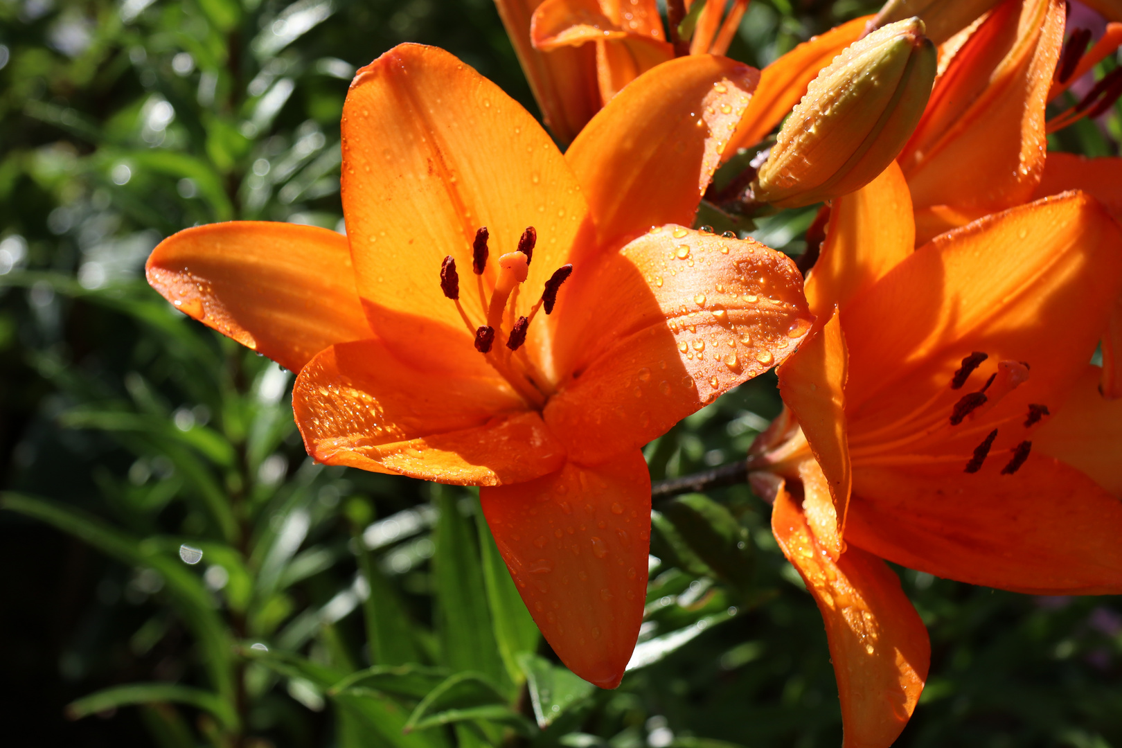 echter regen auf echten lilien