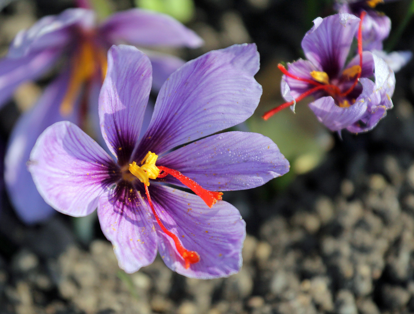 Echter Safran -Crocus sativus- 