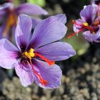 Echter Safran -Crocus sativus- 