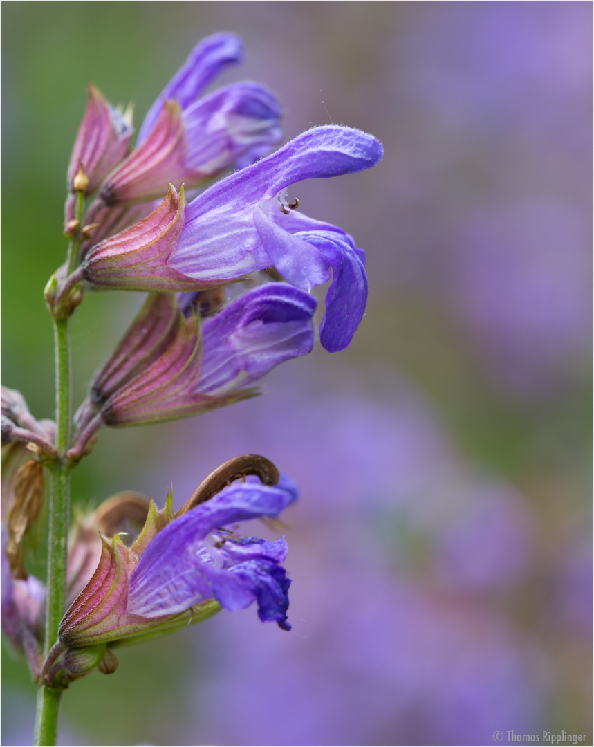 Echter Salbei (Salvia officinalis).