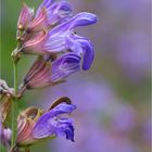 Echter Salbei (Salvia officinalis).