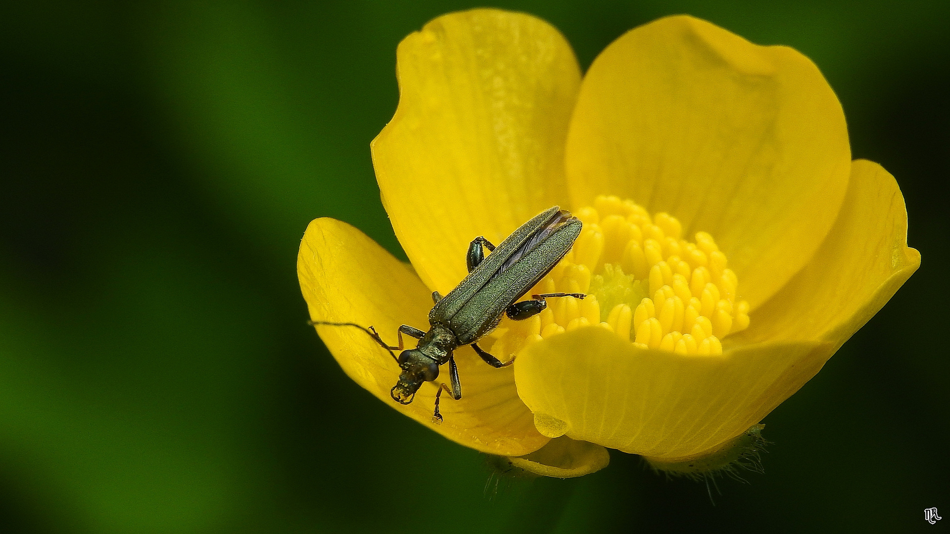 Echter Schenkelkäfer auf Blüte