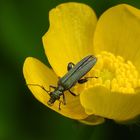 Echter Schenkelkäfer auf Blüte