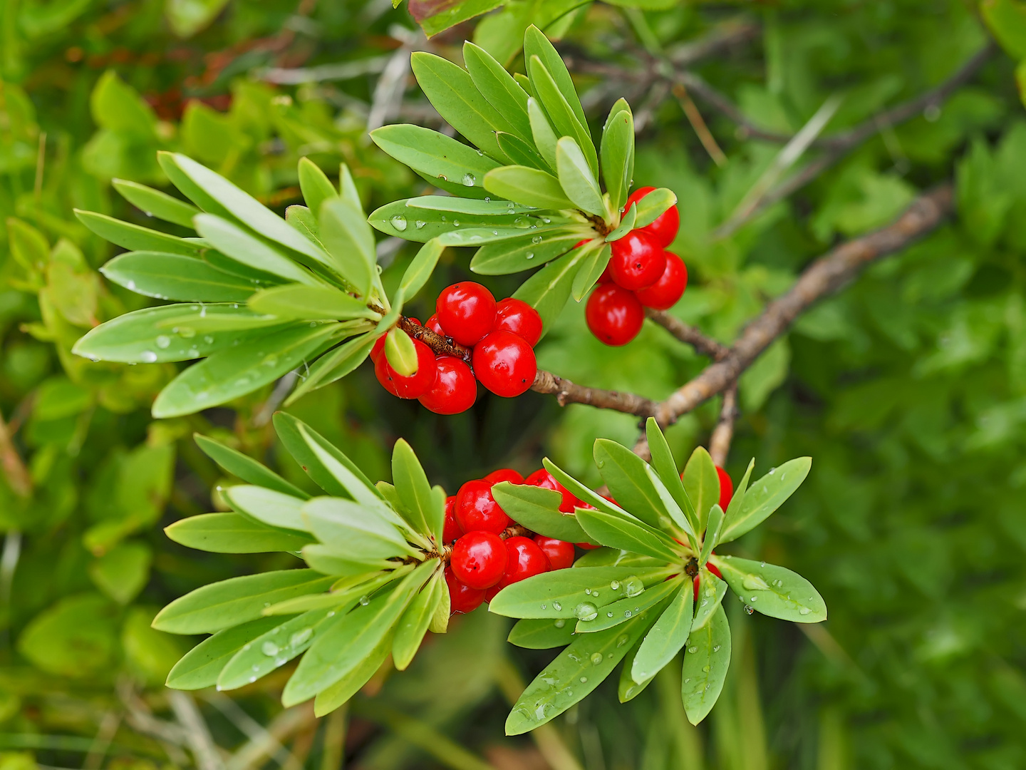 Echter Seidelbast, Beeren (Daphne mezéreum) - Les baies du bois gentil...