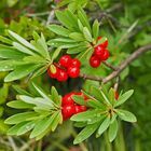 Echter Seidelbast, Beeren (Daphne mezéreum) - Les baies du bois gentil...