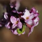 Echter Seidelbast (Daphne mezereum).