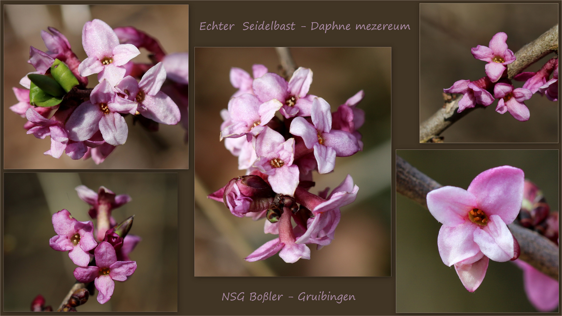 Echter Seidelbast (Daphne mezereum).