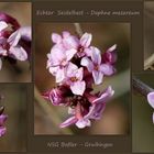 Echter Seidelbast (Daphne mezereum).