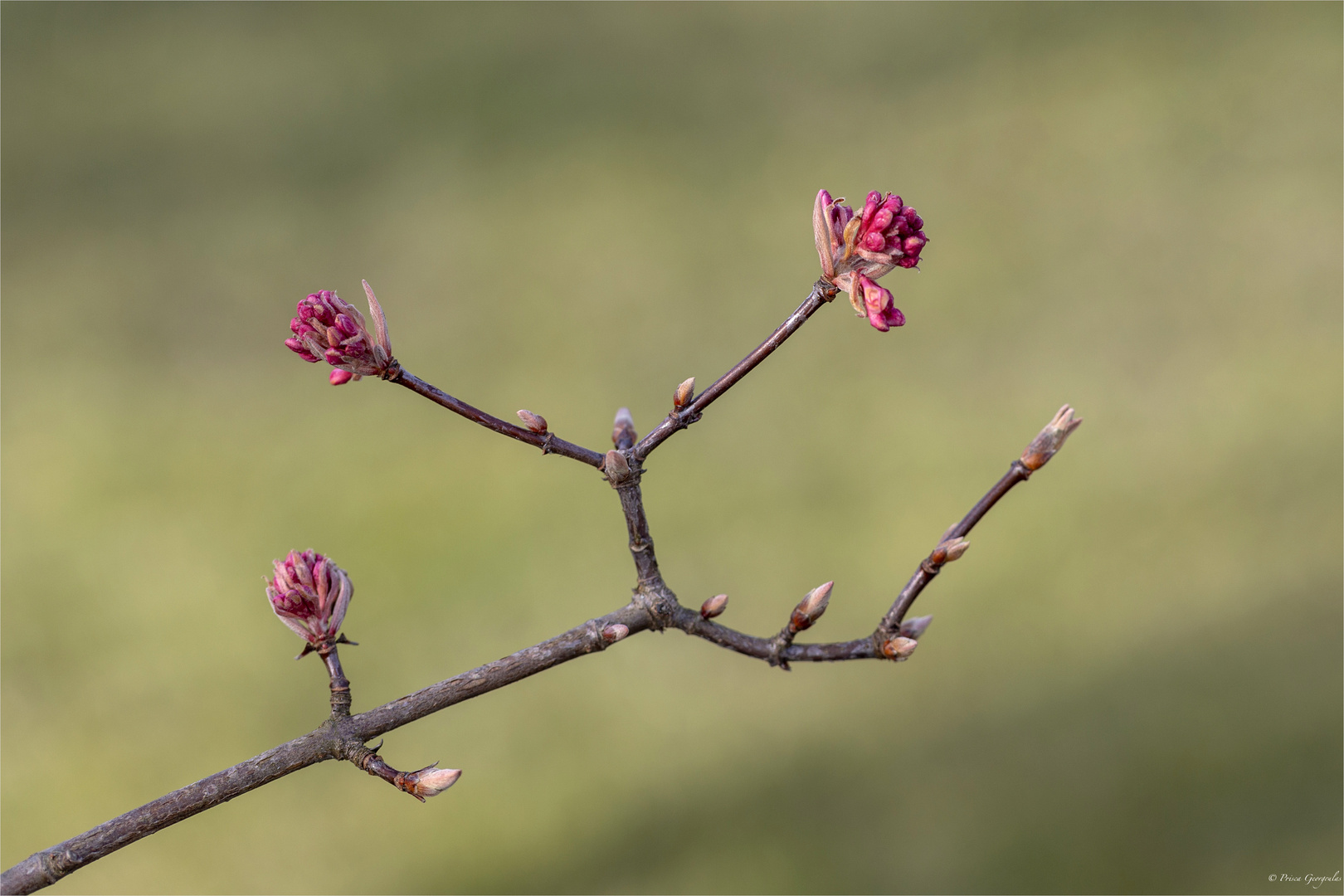 Echter Seidelbast - Daphne mezereum