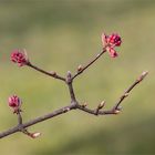 Echter Seidelbast - Daphne mezereum