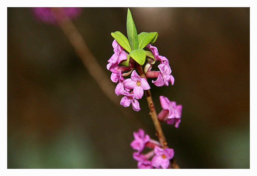 Echter Seidelbast (daphne mezereum)