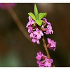 Echter Seidelbast (daphne mezereum)