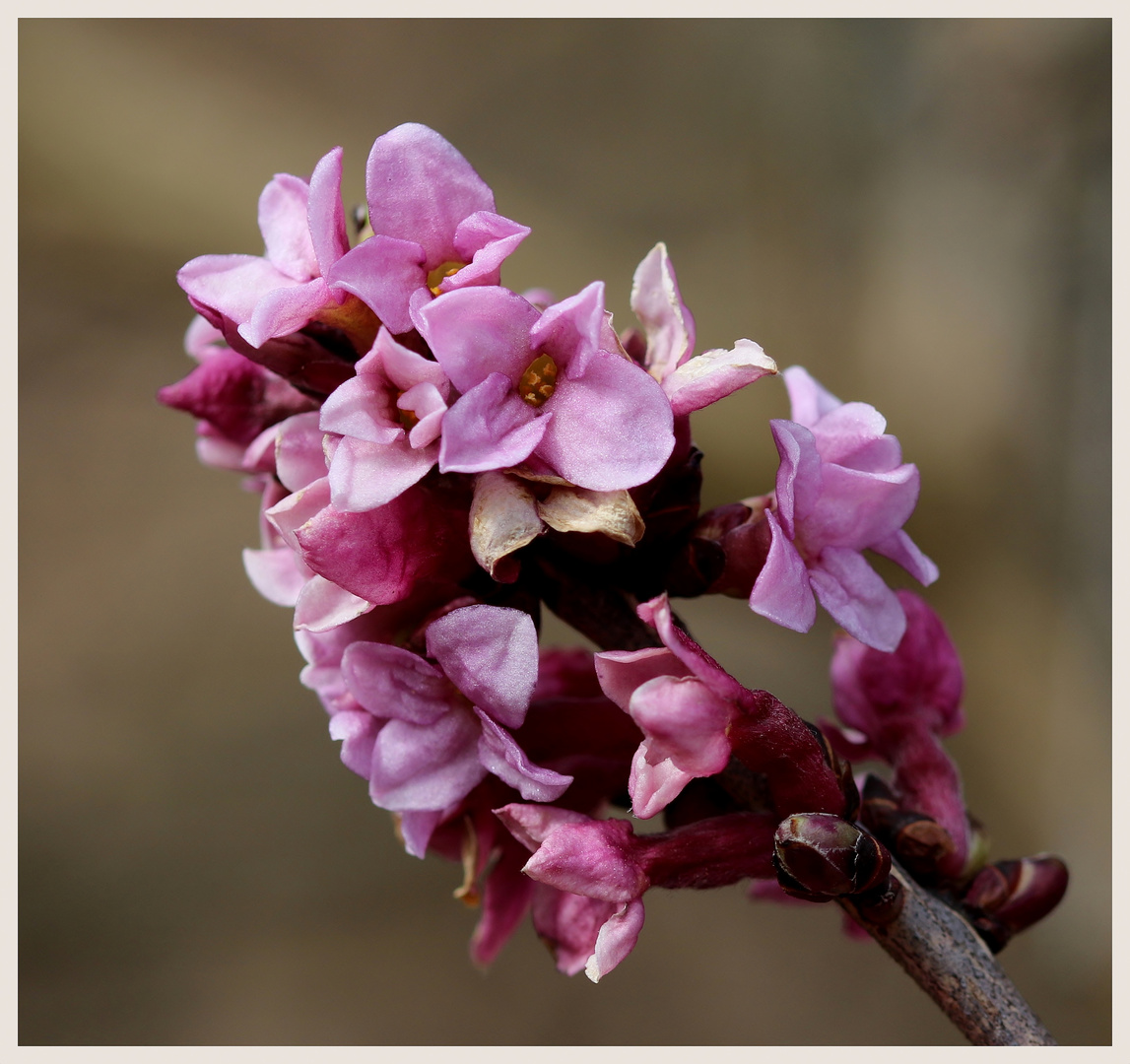 Echter Seidelbast (Daphne mezereum)