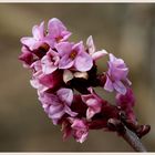 Echter Seidelbast (Daphne mezereum)