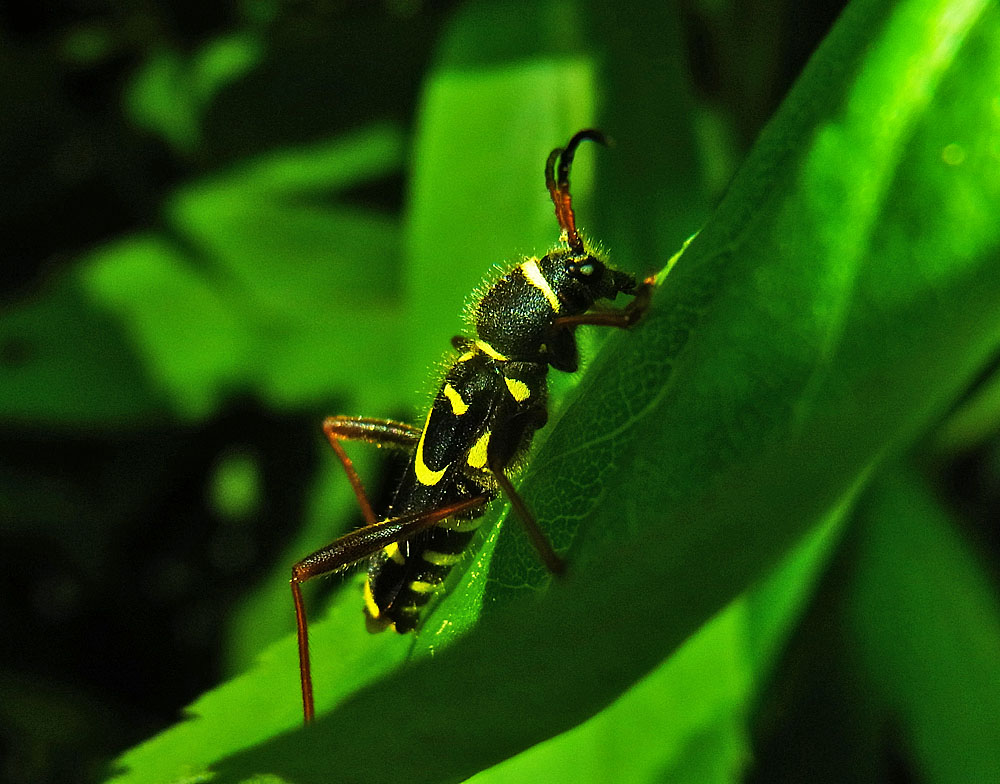 Echter Widderbock Foto & Bild | natur, insekten, tiere Bilder auf ...