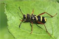 Echter Widderbock (Clytus arietis)