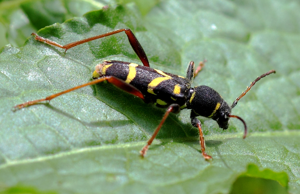 Echter Widderbock (Clytus arietis)