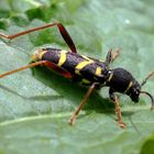 Echter Widderbock (Clytus arietis)