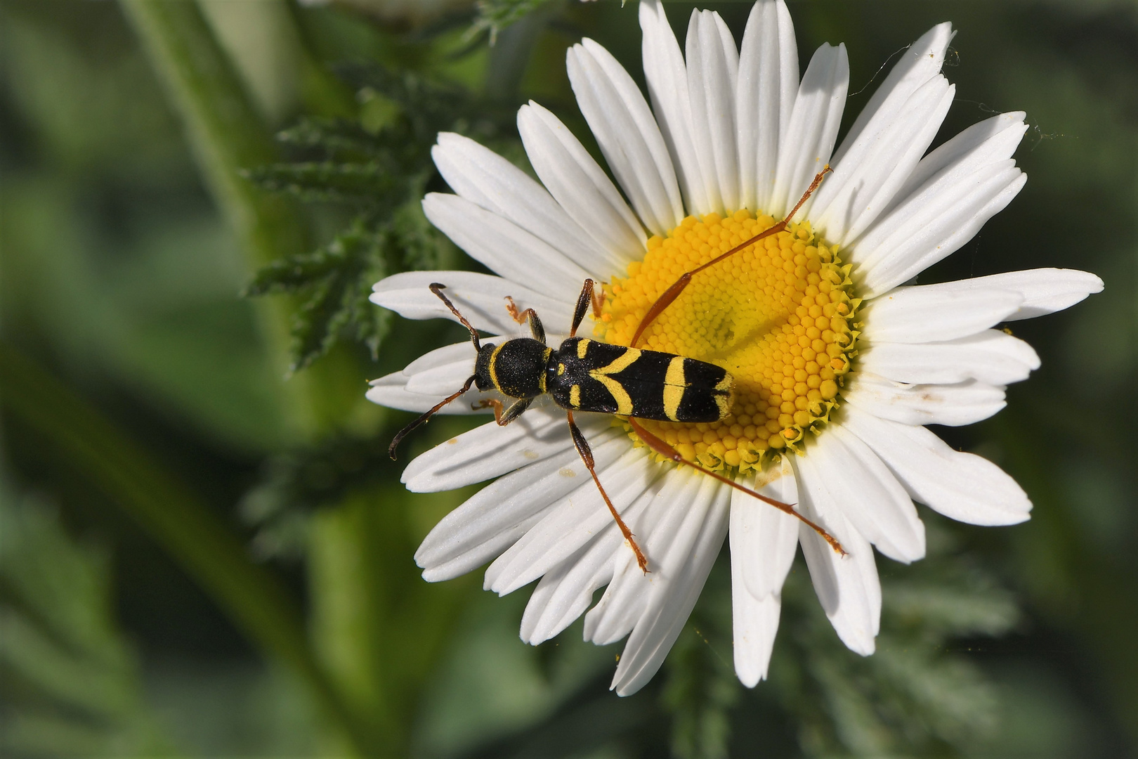 Echter Widderbock  (Clytus arietis)