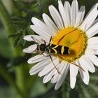 Echter Widderbock  (Clytus arietis)