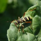 Echter Widderbock (Clytus arietis) auf Rhabarber