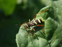 Echter Widderbock (Clytus arietis) auf Rhabarber