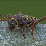 Echter Widderbock (Clytus arietis) ...