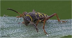 Echter Widderbock (Clytus arietis) ...