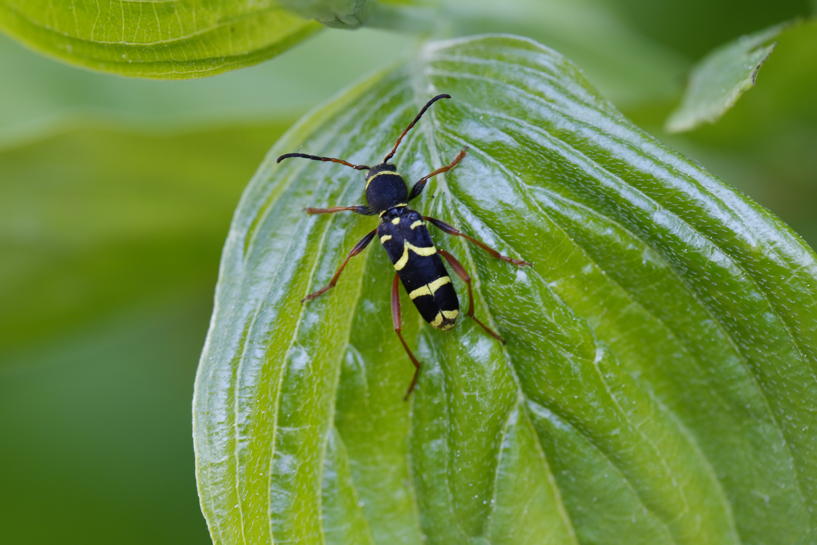 Echter Widderbock (Clytus arietis)