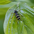 Echter Widderbock (Clytus arietis)