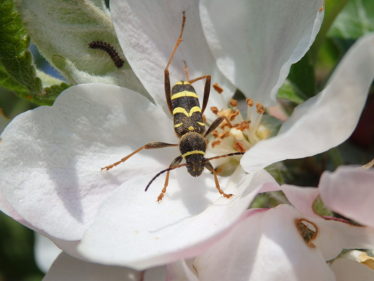 Echter Widderbock (Clytus arietis) und Schwammspinner-Raupe (Lymantria dispar)