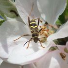 Echter Widderbock (Clytus arietis) und Schwammspinner-Raupe (Lymantria dispar)