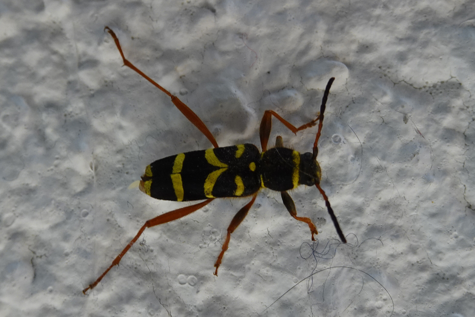 echter Widderbock (ganz) Foto & Bild tiere, wildlife, tierdetails