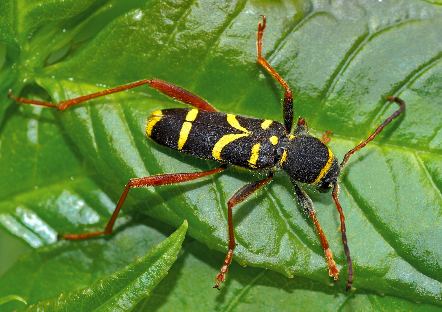 Echter Widderbock, Gemeiner Widderbock oder Wespenbock, der Clytus arietis. *