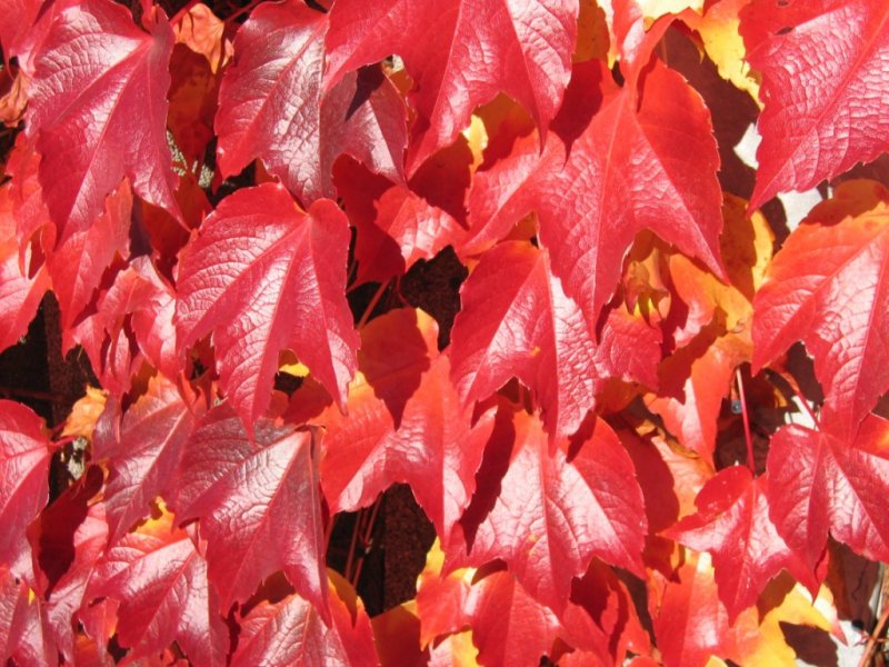 Echter wilder Wein in roter Herbstfärbung