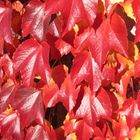 Echter wilder Wein in roter Herbstfärbung