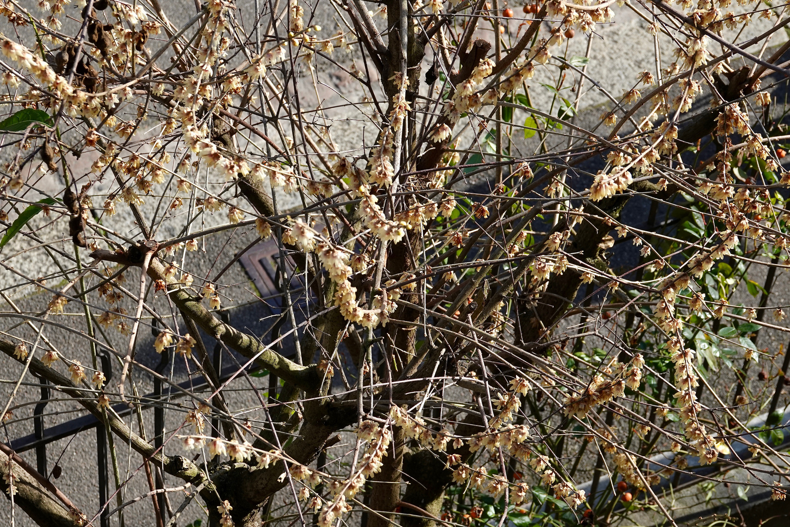 echter Winterblüher