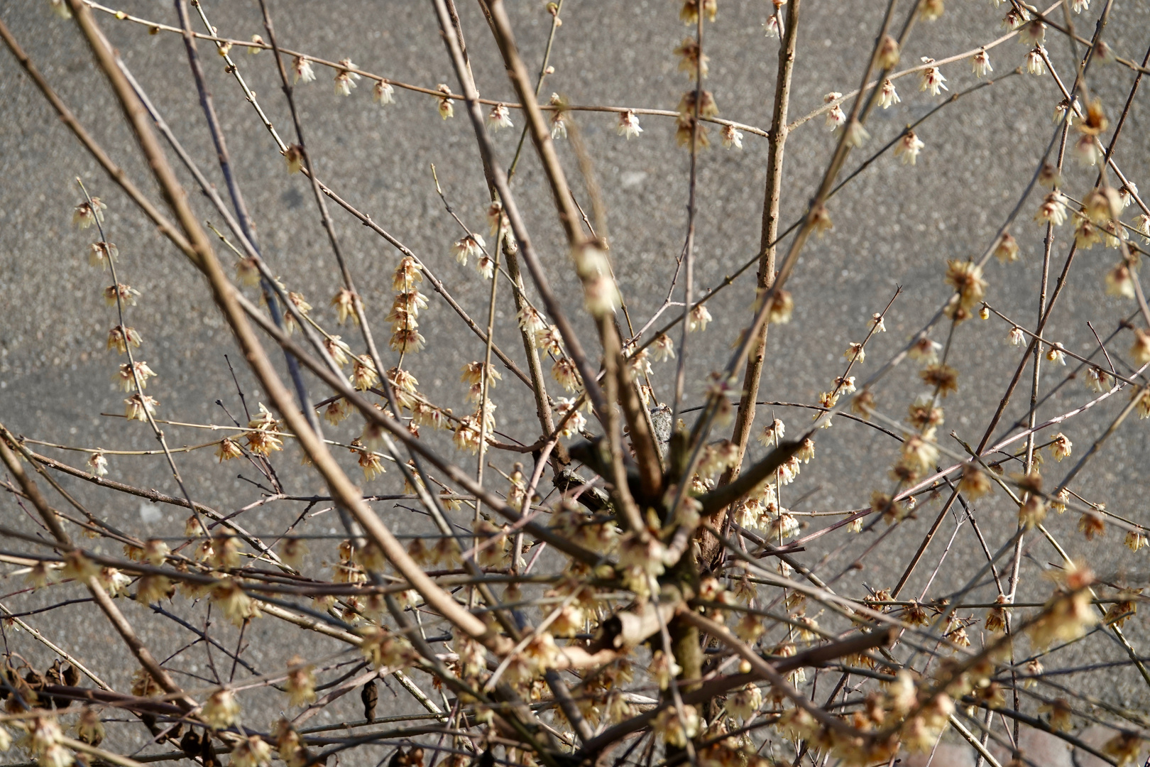 echter Winterblüher