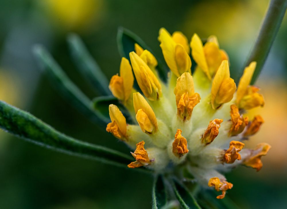 Echter Wundklee Foto &amp; Bild | pflanzen, pilze &amp; flechten, blüten ...